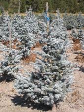 Colorado Spruce